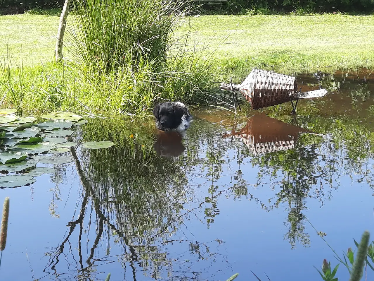 Hond in de vijver